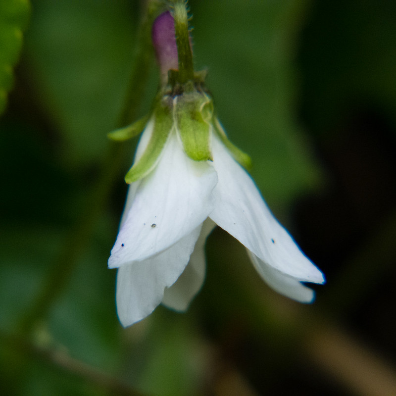 White violet flower