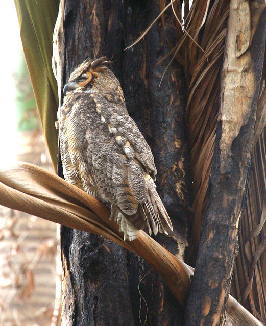 IMG_0234-1 great horned owl