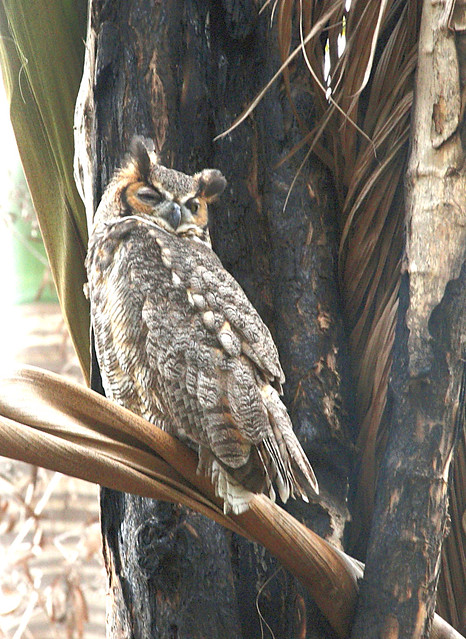 IMG_0235-1 great horned owl