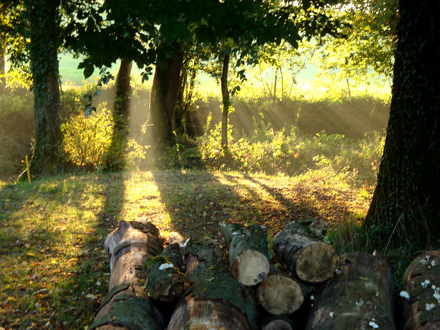 Lorraine, France: Lumière du matin dans les sous-bois, Morning light in undergrowth, Licht am Morgen im Unterholz.