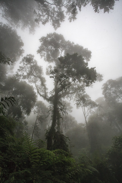 The Steaming Jungles of Indonesia