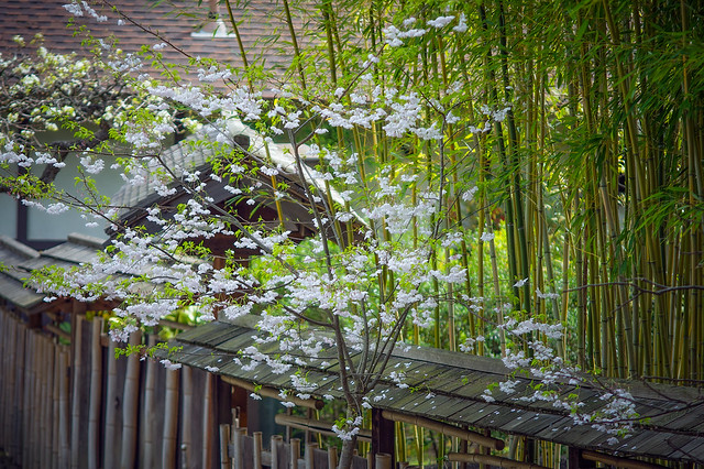The Japanese house between cherry blossoms and bamboo forest