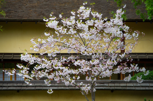 Cherry Tree in front of the house