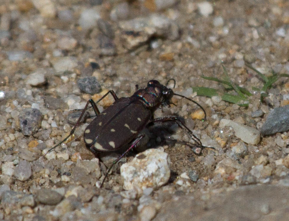 Twelve-spot