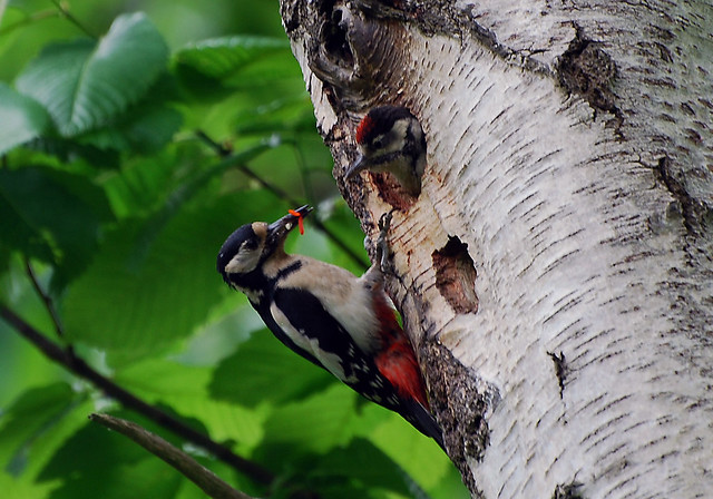Baby Woodpecker Feeding From Mum (5) Selected to be cover photo. Rainbow of Nature Level 2