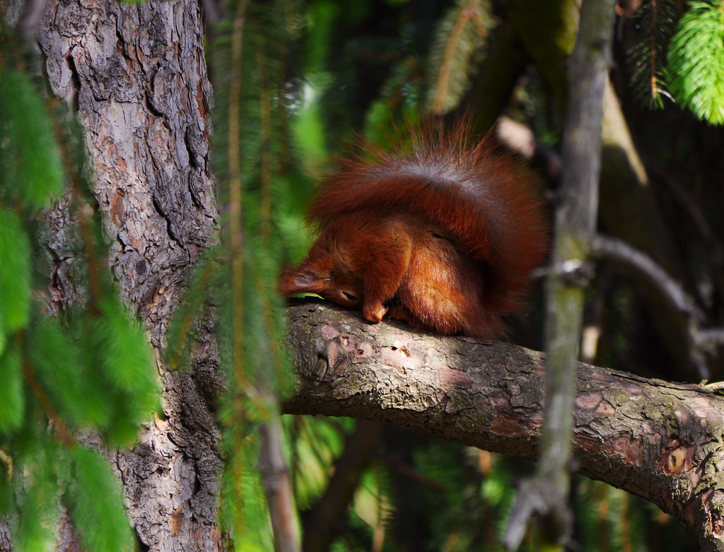 Europäisches Eichhörnchen . Sciurus vulgaris . Écureuil roux . Red squirrel