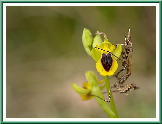 Orchidée Ophrys Lutea et Dictyoptère Mantide Empusa Pennata ♀ Juvénile (Diablotin)