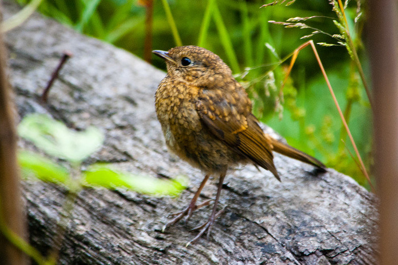 Young robin