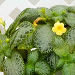 喜蔭花 Episcia Spring Fling  [香港花展 Hong Kong Flower Show]