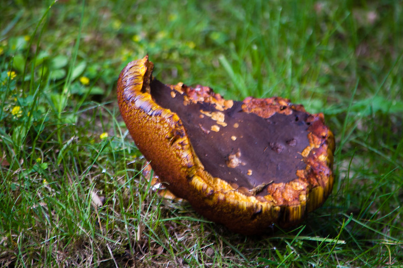 Red cracking bolete