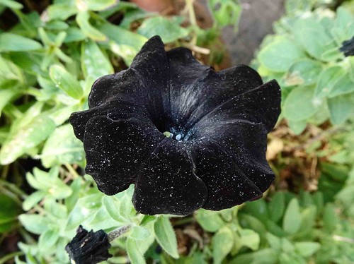 碧冬茄(矮牽牛) Petunia Black Velvet [新加坡濱海灣花園 Gardens by the Bay… | Flickr