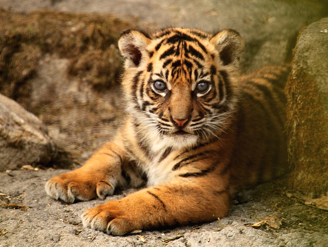 Sumatran Tiger Cub.
