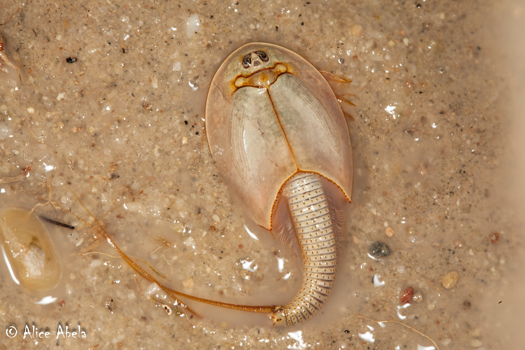 Living Fossils: Longtail Tadpole Shrimp (Triops longicauda…