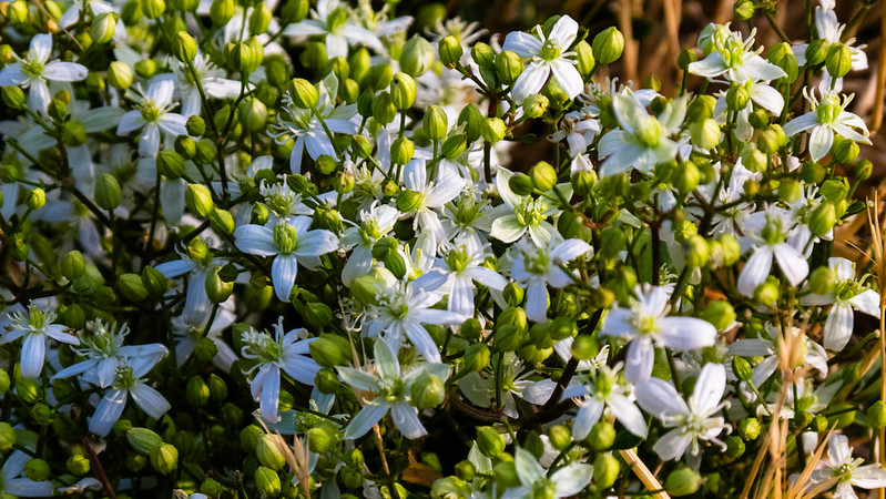 White clematis