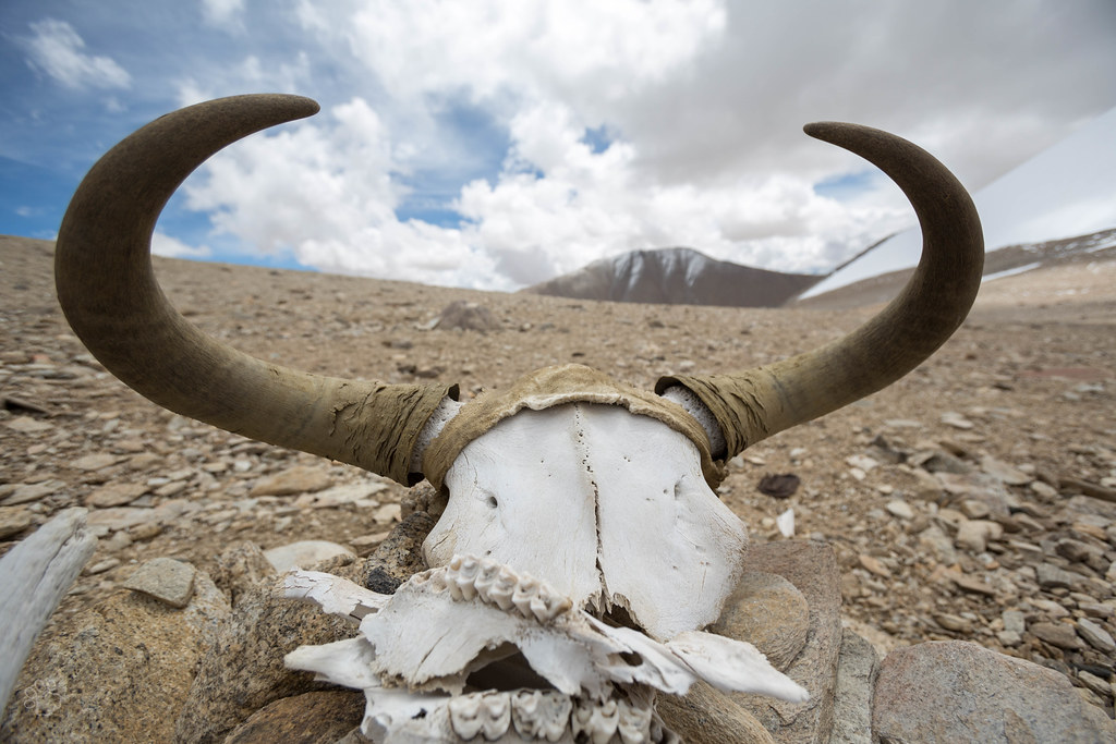 alcanzar gusto Hambre Wild yak horns | These are horns from a wild yak, which are … | Flickr
