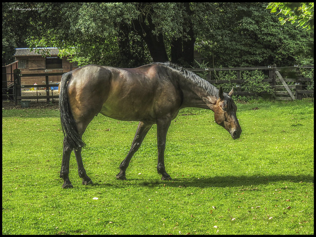 Horse @ Kelvedon - Essex