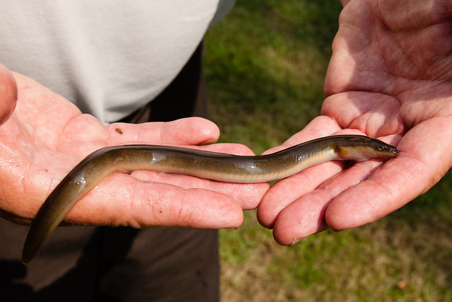 American eels in Buffalo Creek in Union County, Pa.