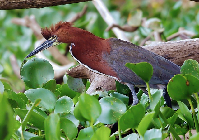 Rufescent Tiger Heron In Water Lilies in Brazil (Explored)