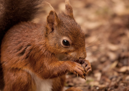 Red Squirrel Close-up | by gazza s