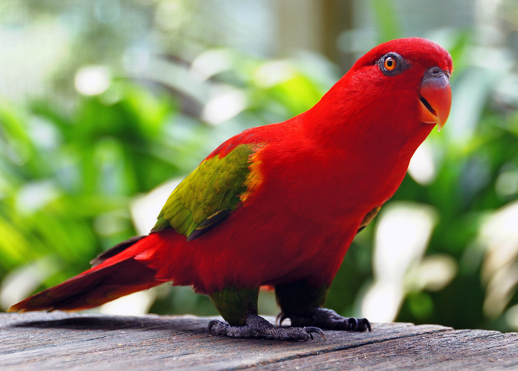 Rund Billy gallon Red Parrot. | Parrots, along with ravens, crows, jays and ma… | Flickr