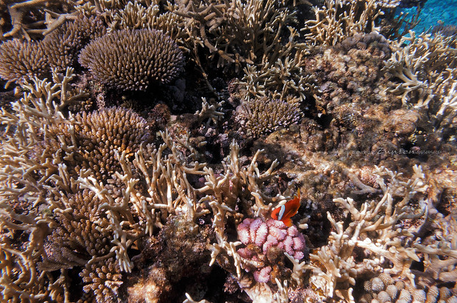 Underwater, Above The Patch Reef on Nishihama