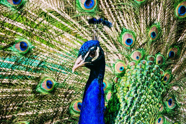 Sir Peacock