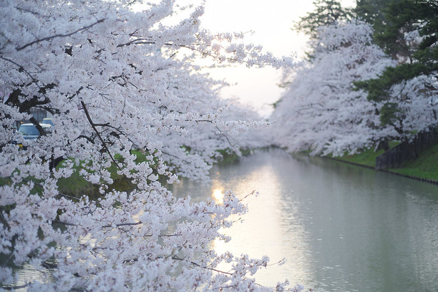 夕暮れの桜・弘前さくらまつり ∣ Hirosaki Cherry Blossom Festival