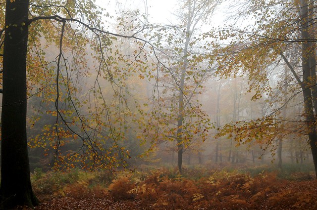 Nebliger Herbst in Brunsholm - Buchen und Adlerfarn; Bergenhusen, Stapelholm (56)
