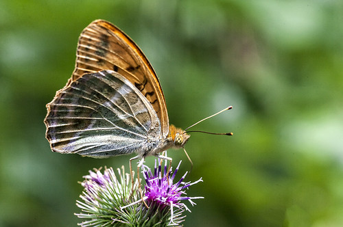 Argynnis paphia by Jaume Bobet, Nacaradamacro canon sigma lepidoptera mariposa bobet insecto nymphalidae argynnis paphia