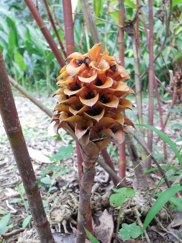 Tapeinochilos sp. Costaceae-pineapple ginger, Indonesian wax ginger