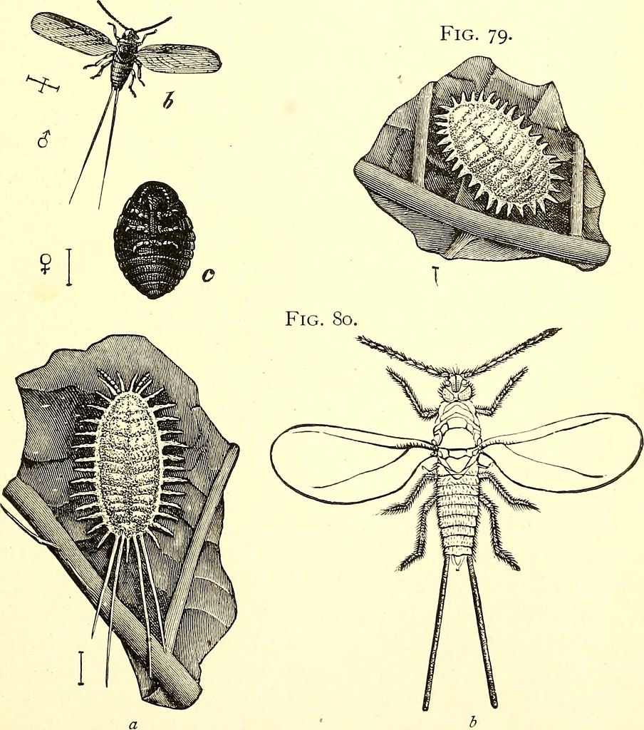 Anselmo Insect Image from page 120 of