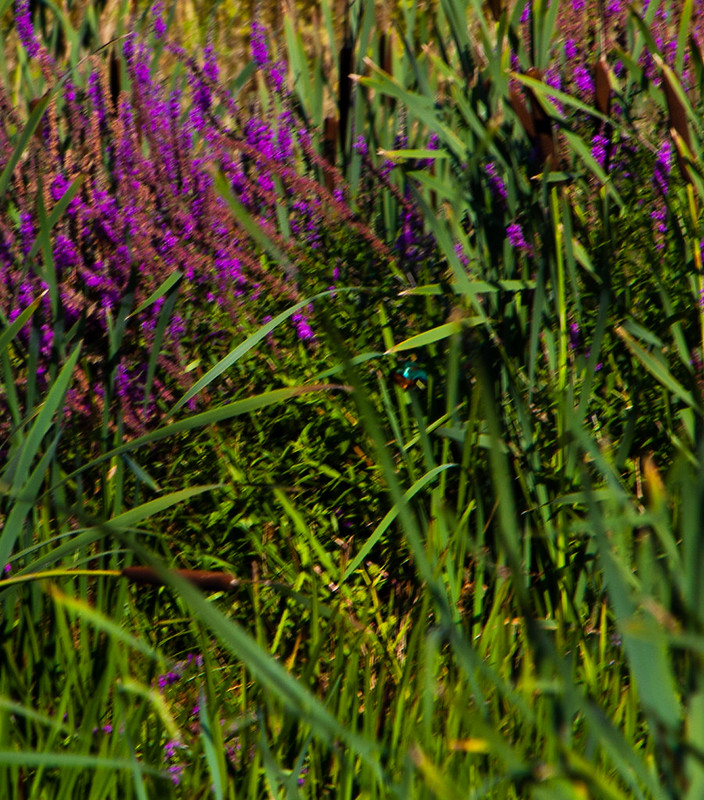 Wetland area kingfisher (record shot)