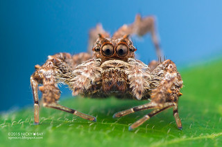 Jumping spider (Portia sp.) - DSC_8532