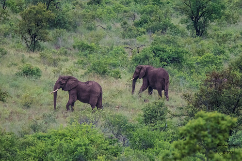 humalasongimvelo lustgarten safari southafrica ebuhleni mpumalanga za humala songimvelo