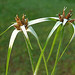 Flickr photo 'Rhynchospora nervosa ssp. ciliata' by: Dick Culbert.