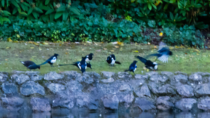 Gathering of magpies by water's edge