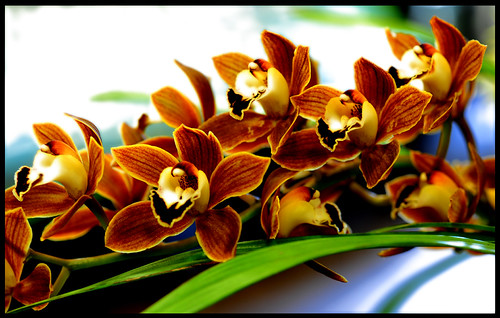 Orchid | by ag&ph2010