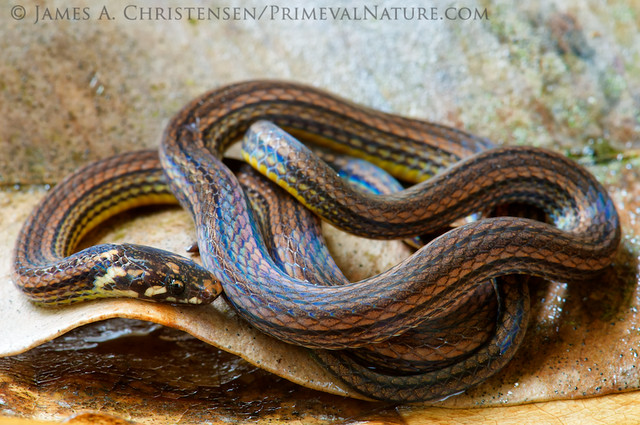 Barbour's Tropical Ground Snake