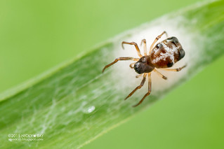 Comb-footed spider (Dipoenura sp.) - DSC_8681
