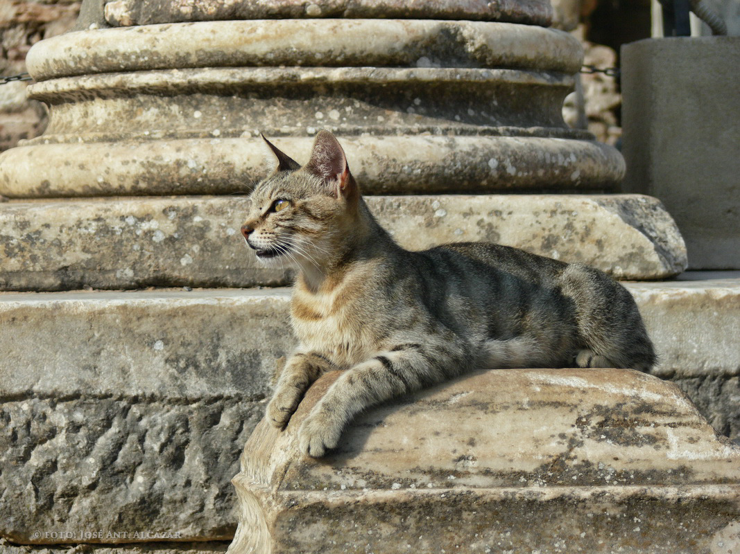 Turkia 2008 (gato en Éfeso)