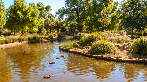 pacificblackduck duckpond orangensw australia reflections cookpark rural newsouthwales pond nsw wildlife inland centralwestnsw water animals green fauna duckling ducks nature park
