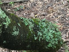 Furly lichen.