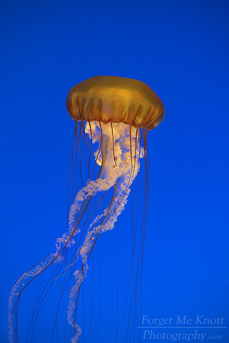 jellyfish seanettle jellies jelly fish sea ocean water pacific tropical blue orange swimming floating aquarium