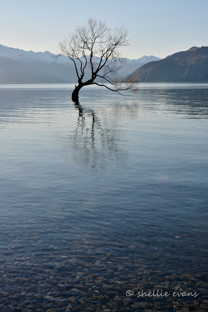 THAT Tree, Lake Wanaka