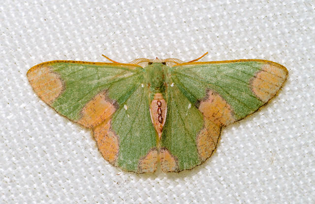 Geometrid Moth - Oospila depressa (Geometridae, Geometrinae, Lophochoristini) 115v-13826
