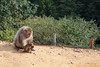 Arashiyama Monkey Park_9