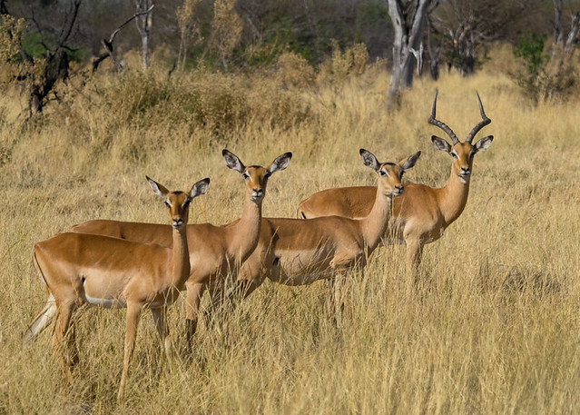 Impalas, Botswana