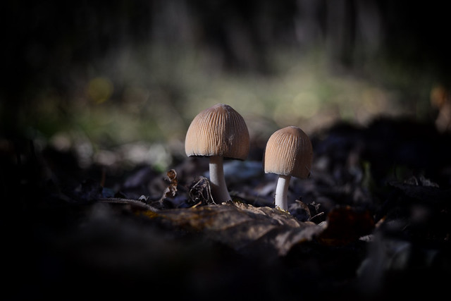 The Magical World Of Mushrooms