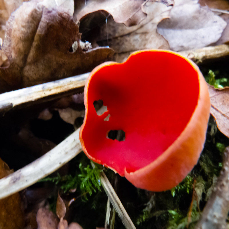 Elf cup, South Staffordshire Railway Walk