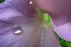 raindrop on violet